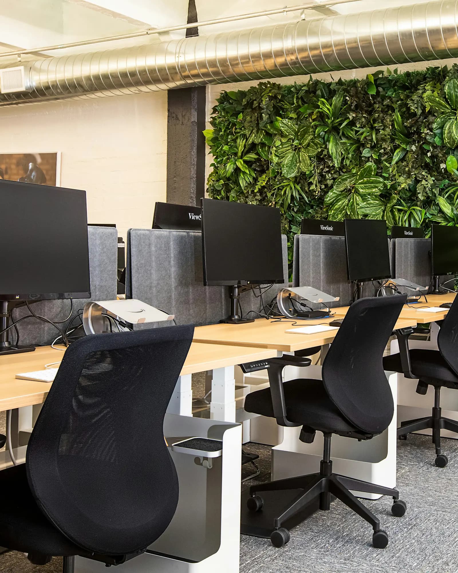 A row of sit-stand desks with task chairs, monitor arms and privacy screens beside a planted wall